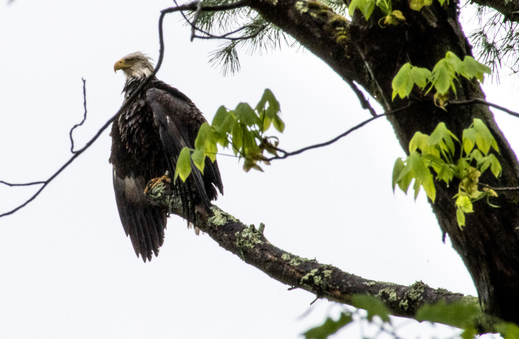 Tai akiwa kwenye tawi wakati wa dhoruba ya mvua ya masika huko Narrowsburg, New York.