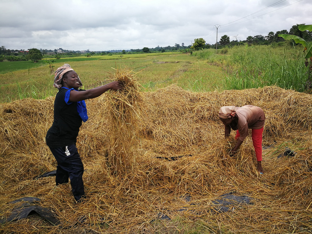 Grâce à la coopération Sud-Sud, des conseils techniques sur la culture du riz ont été fournis à des agriculteurs en Afrique.