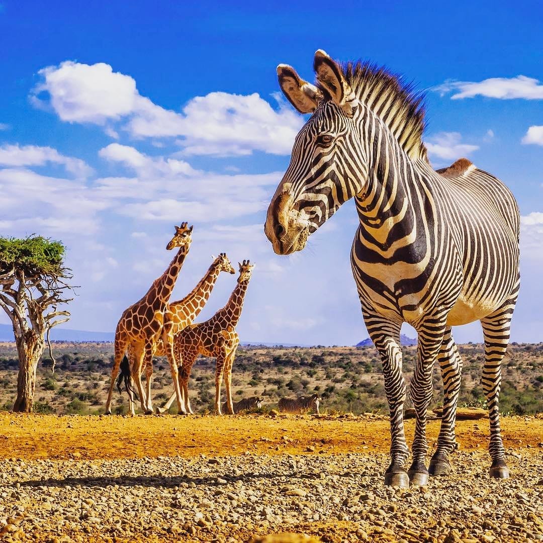 A zebra and three giraffes