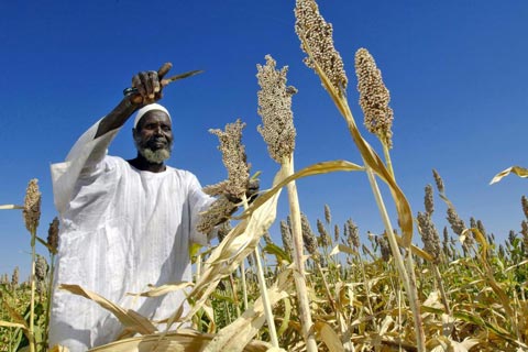 Harvesting sorghum in Sudan