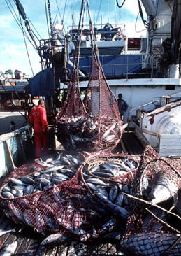 Tuna trawler