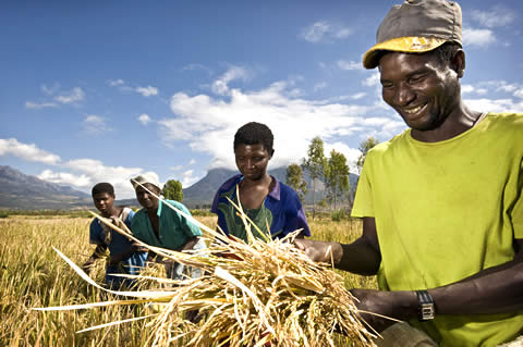 Rice farmers in Malawi