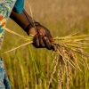 Food insecurity increases by 5–20 percentage points with each flood or drought in sub-Saharan Africa