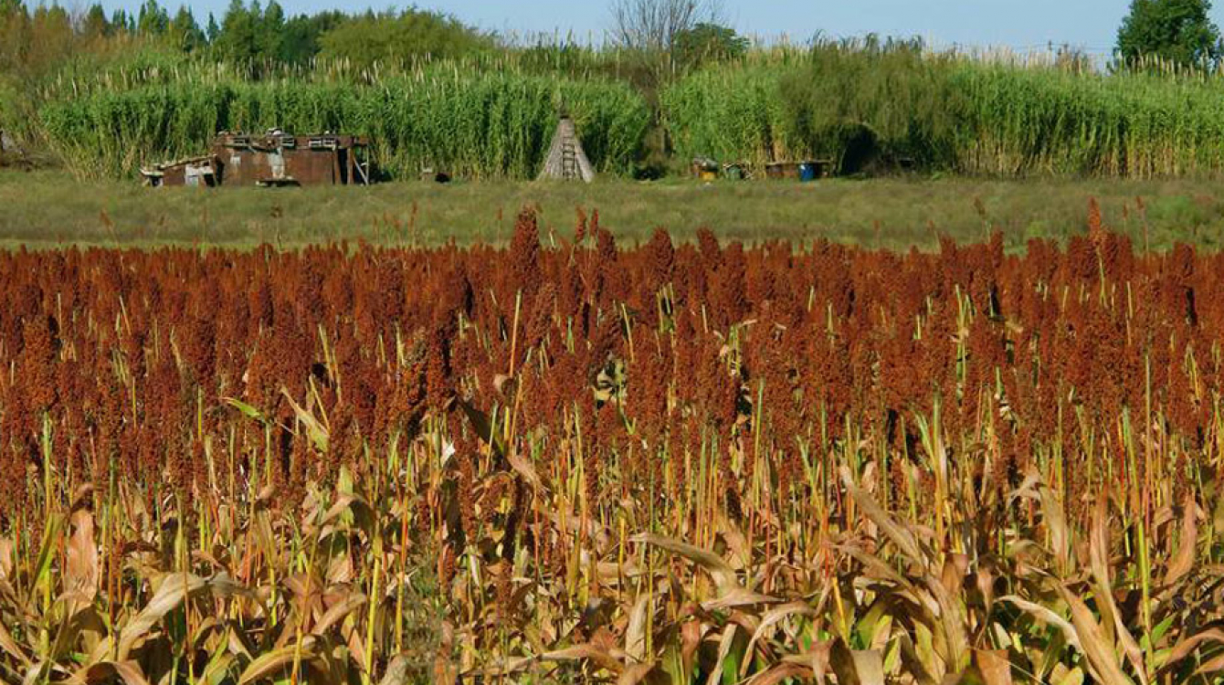 Un champ de sorgho en Uruguay. Photo FAO/Sandro Cespoli