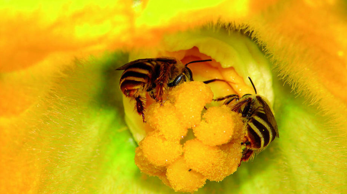 Une nouvelle étude de la FAO propose d’améliorer les rendements agricoles et la sécurité alimentaire de 2 milliards de personnes dans le monde, à coût zéro, en attirant plus d’abeilles dans les parcelles cultivées. Photo : FAO/James Cane