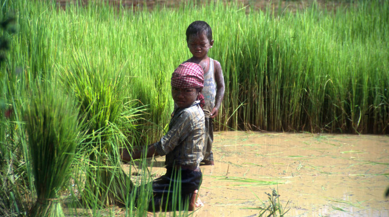 Child labour on family farms should be addressed in an appropriate and context-sensitive way that respects local values and family circumstances. Photo: FAO/J. Thompson