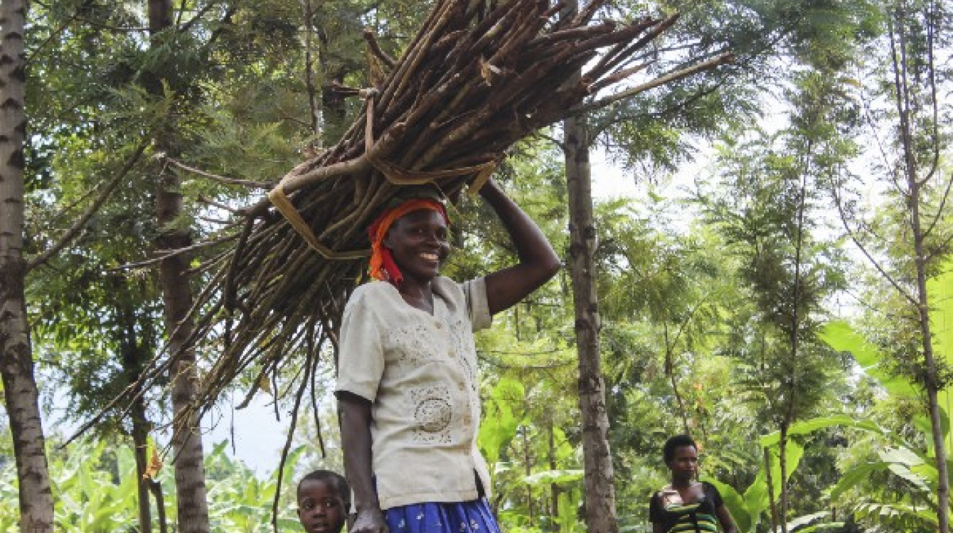Les techniques de récolte durables, telles que la coupe des branches mortes plutôt que l’abattage d’arbres entiers, assurent la récupération des forêts naturelles et permettent de sauver des variétés d’arbres indigènes de l’extinction. © PNUD Ouganda