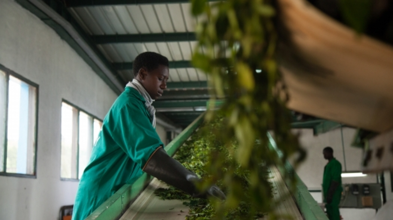 Working towards sustainable development means that communities such as the people in Kitabi, Rwanda get to enjoy the fruits of globalization. Workers in Kitabi  Tea Processing Facility process 48 000 tons of green leaf per day for export.