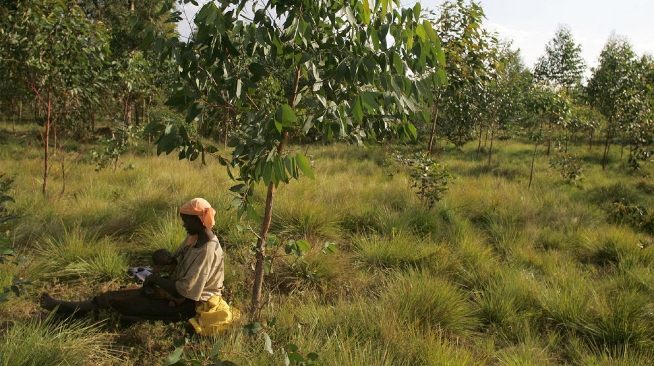 Leonidas Nzigiyimpa a été le premier Burundais dans l'histoire de son pays à impliquer les populations autochtones dans la gestion durable des forêts. ©FAO/Giulio Napolitano