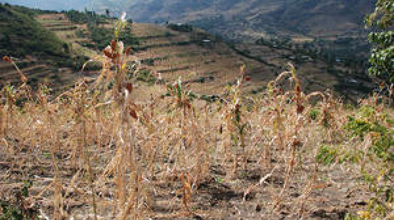 West Hararghe region, Ethiopia, December 2015. Some 10.2 million people are food insecure amidst one of the worst droughts to hit Ethiopia in decades.