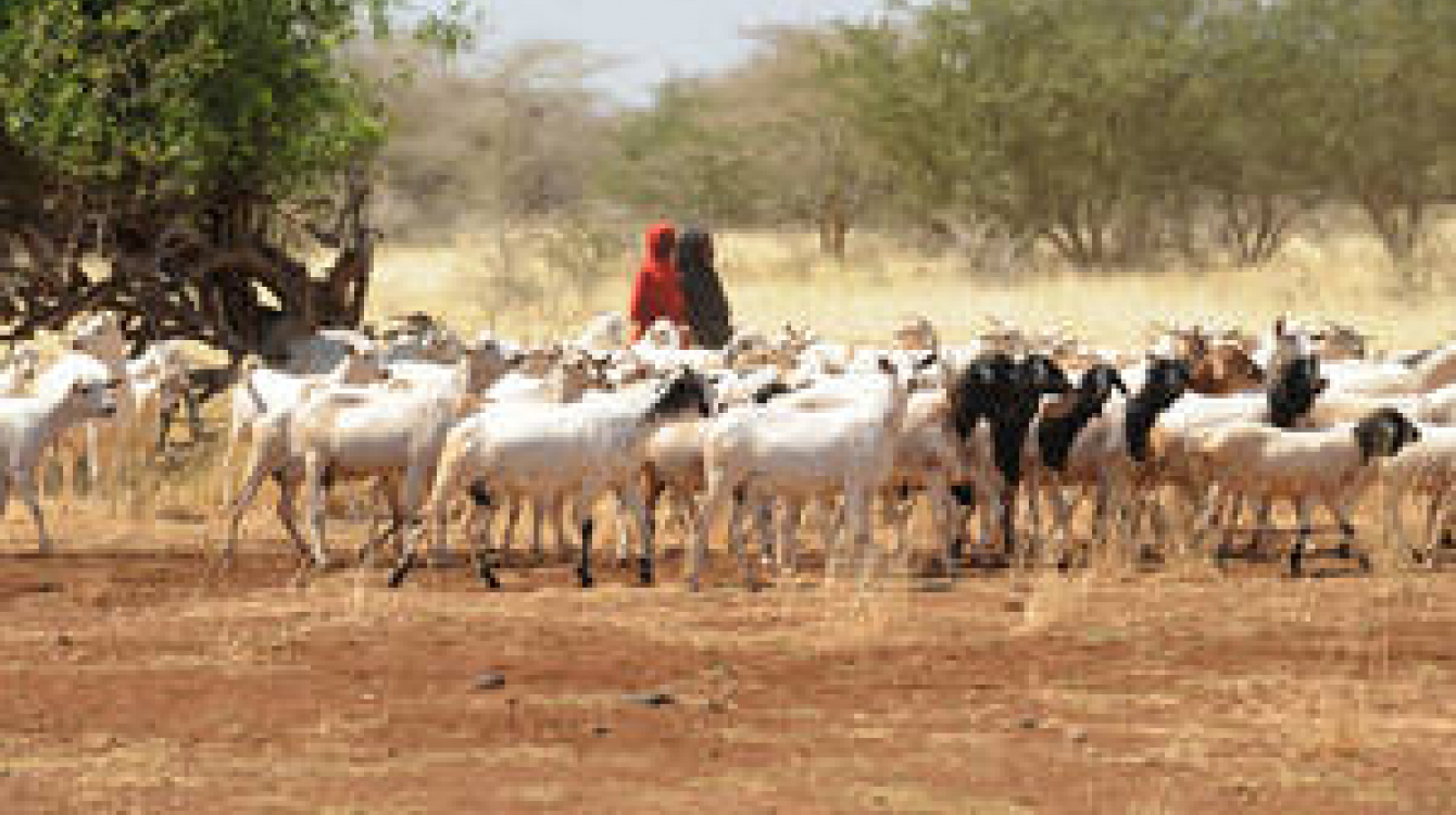 Girls herdng goats in Somalia where in certain areas drought has contributed to severe water shortages and livestock deaths. Photo: FAO/Simon Maina