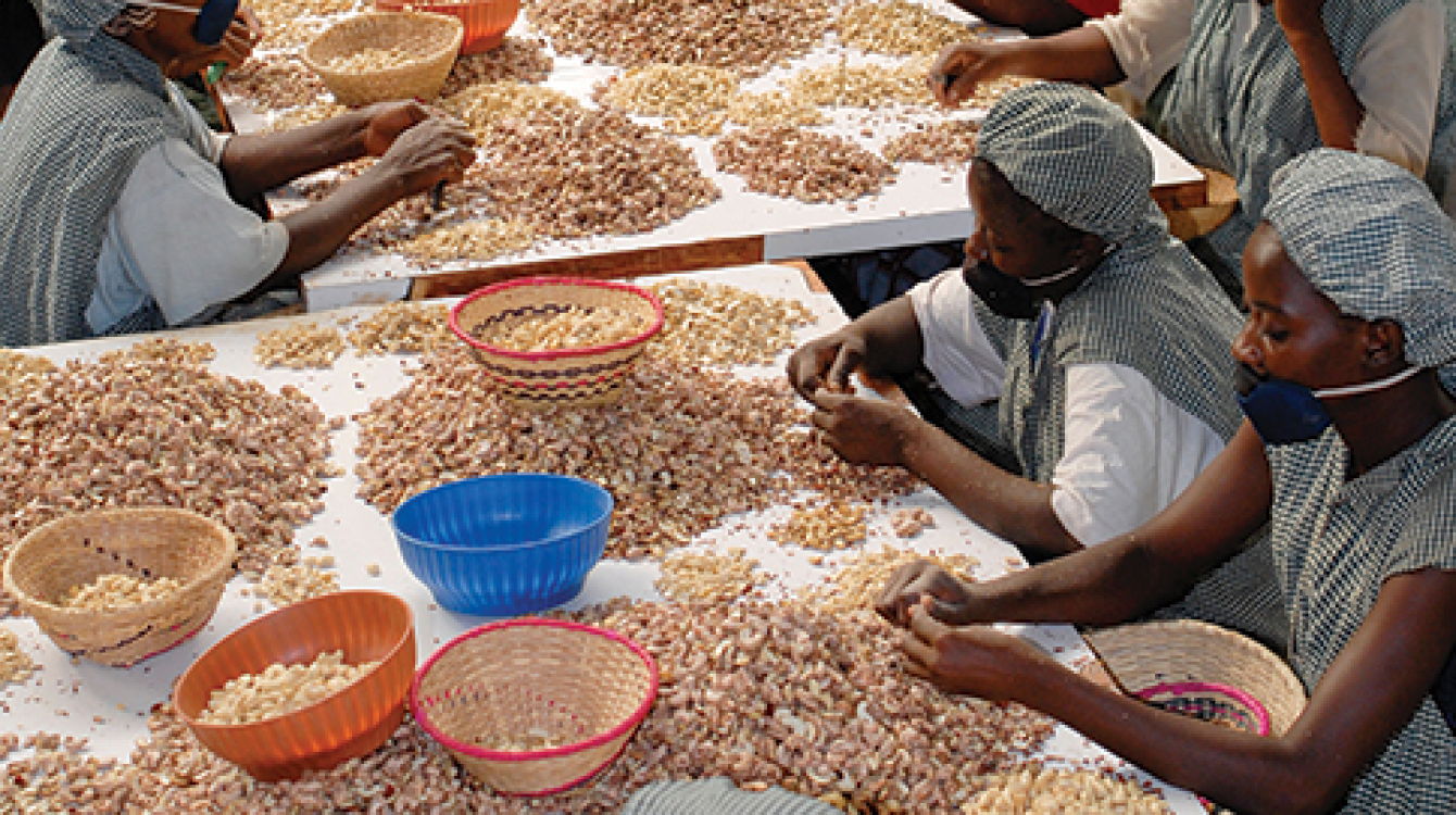 Cashew nut processing and production factory in Sotria B Sarl, Banfora, Burkina Faso.   Alamy/Joerg Boethling 