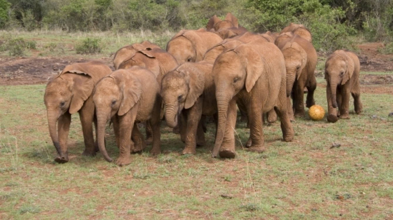 Baby elephants “play soccer” as they graze at the David Sheldrick Wildlife Trust in Nairobi, Kenya. Photo: AMO/Stephen Mudiari Kasabuli