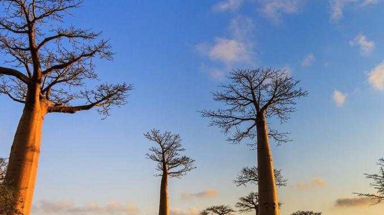 The African Orphan Crops Consortium (AOCC) is an international effort to improve nutrition, productivity and climatic adaptability of some of Africa’s most important food crops