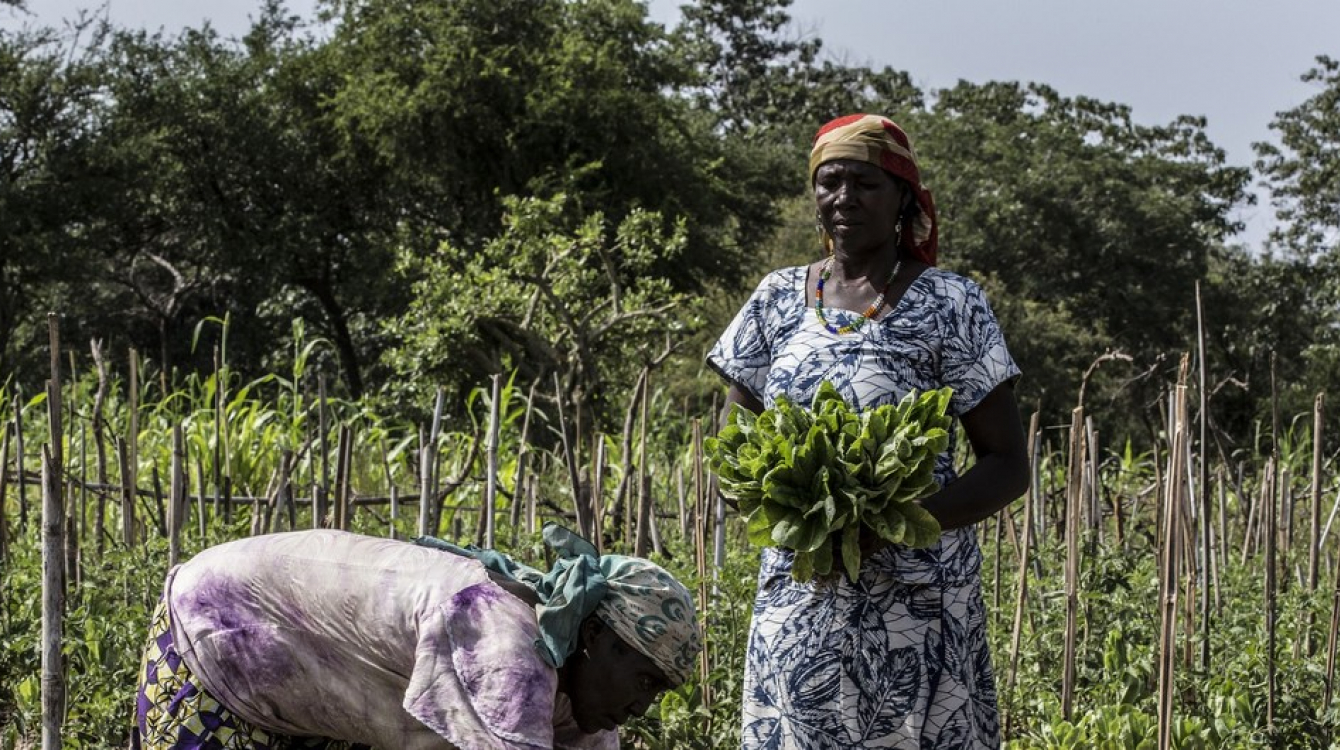 Nchini Jamhuri ya Afrika ya Kati, CAR, ujumbe wa Umoja wa Mataifa MINUSCA unatekeleza mradi wa matokeo ya haraka ya kuwezesha jamii kupata kipato na kujinusuru na umaskini. Picha: UN/MINUSCA - Hervé Serefio 