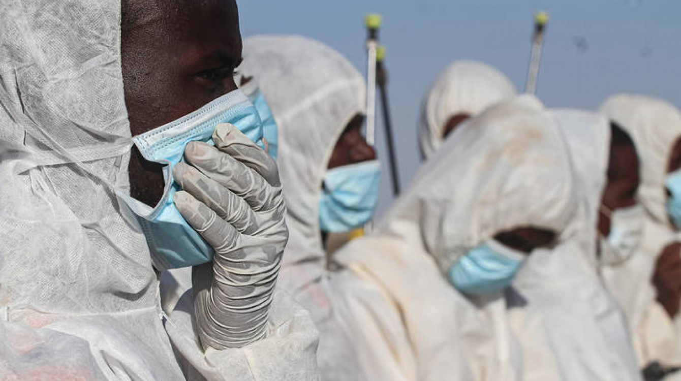 Participants in FAO's Desert locust response work in Somalia wearing face masks