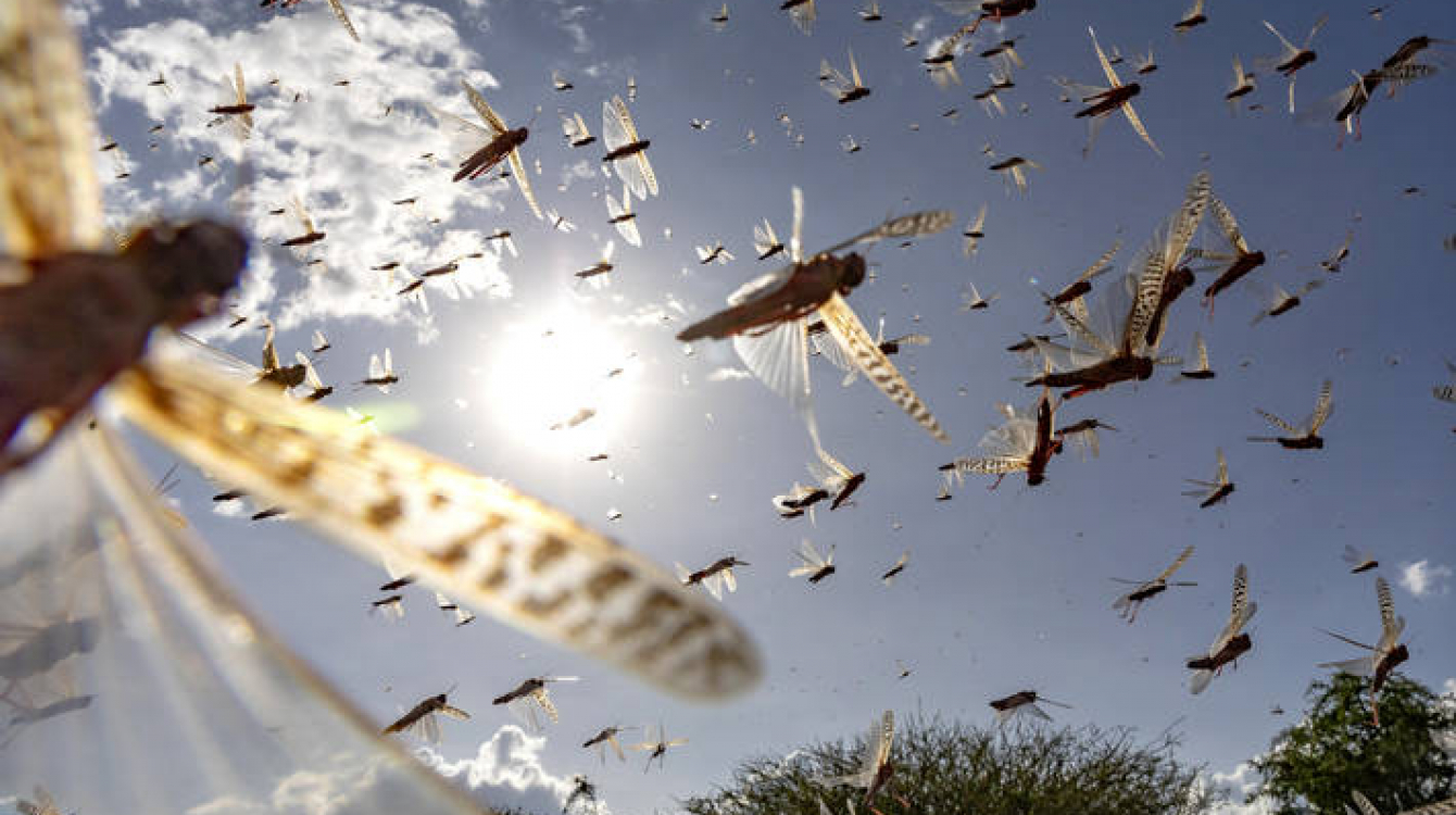Swarm of Desert Locusts in Isiolo County in Kenya