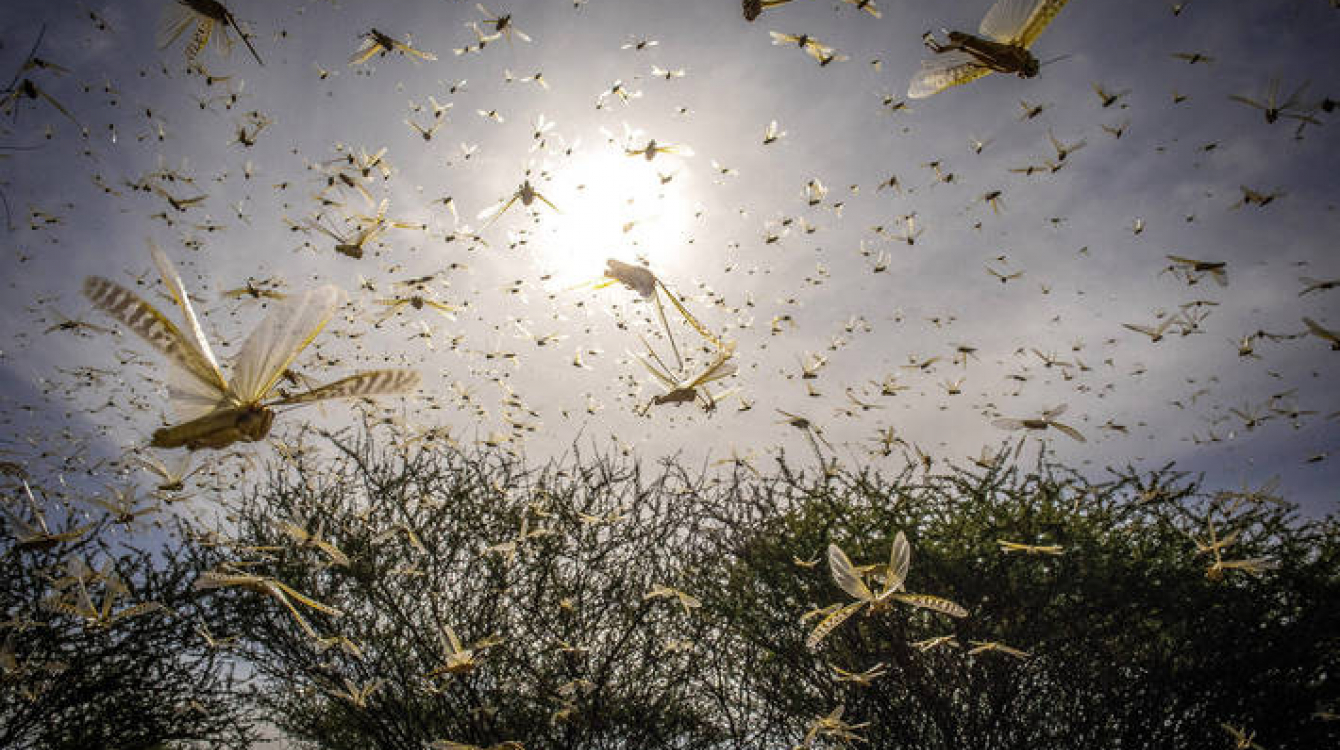 Desert Locust swarms in Kenya.