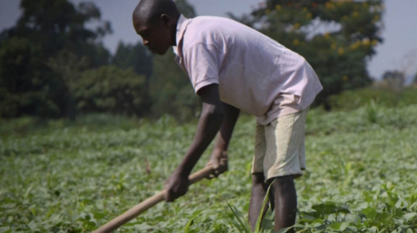 Farmers in Uganda are facing increasingly erratic climatic conditions which are impacting on agricultural production.