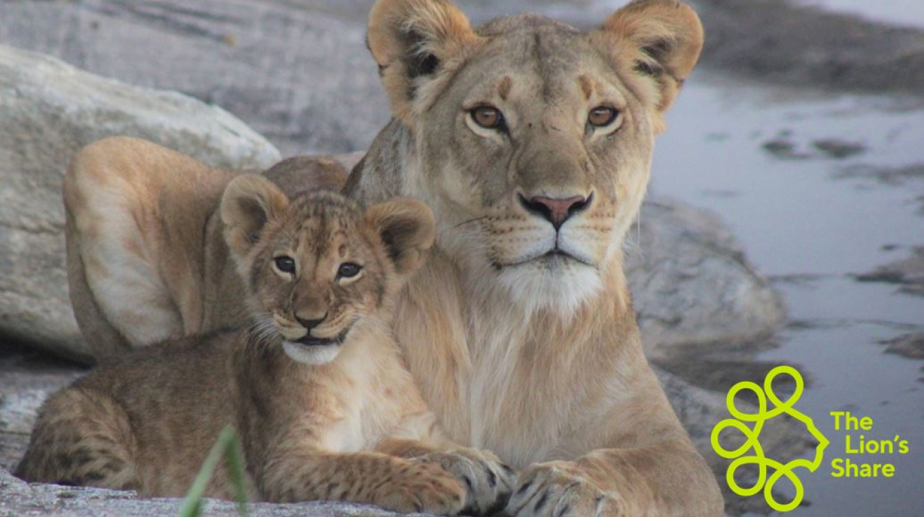 Lionness and cub, Naboisho Conservancy, Maasai Mara, Kenya.