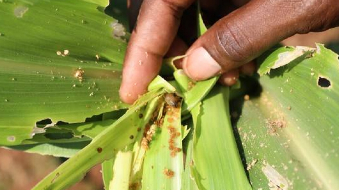 Fall armyworm feeding on maize in Malawi