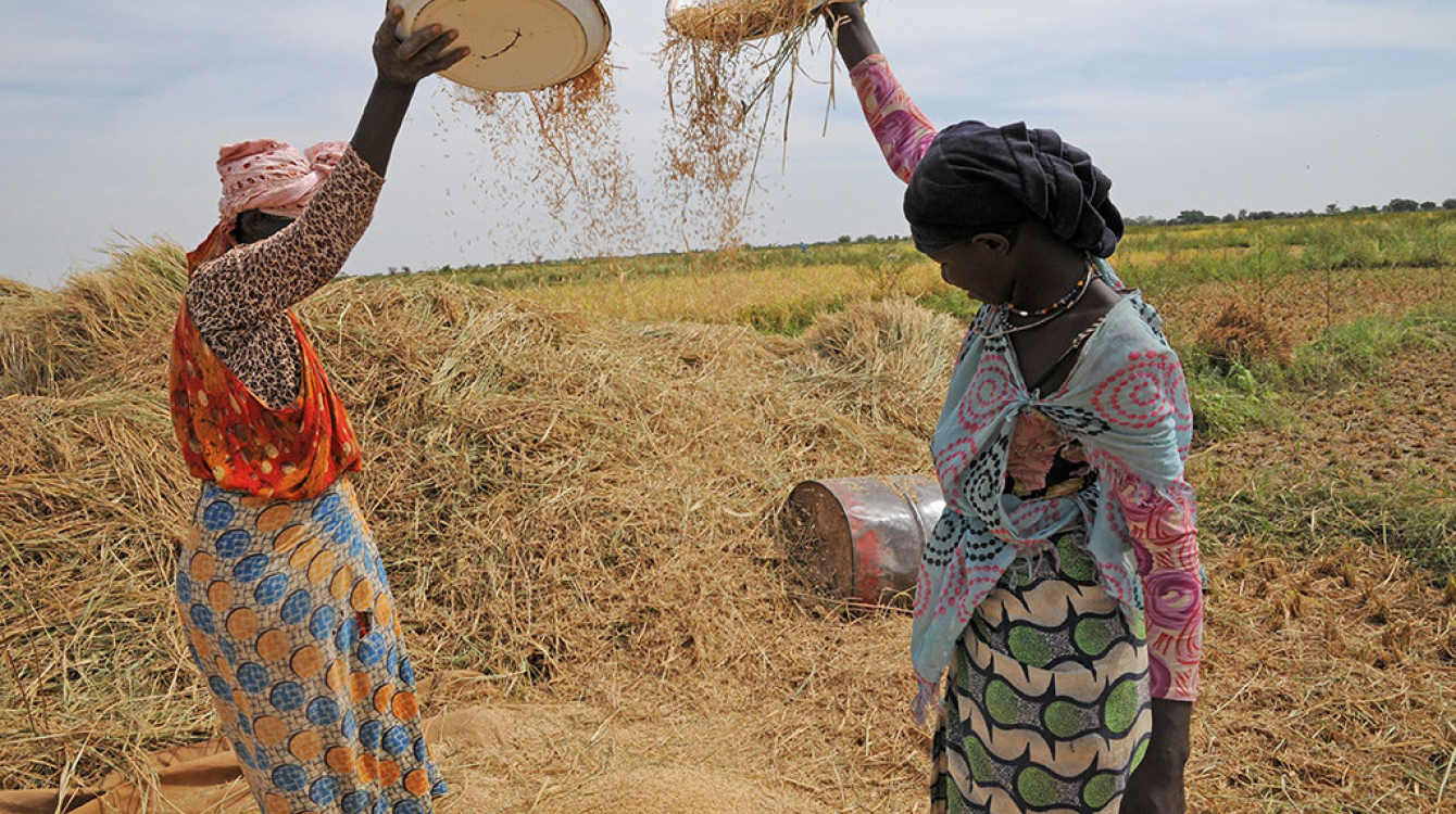 Deux agricultrices cultivent du riz dans une ferme en Mauritanie. Photo: FAO / Michela Paganini