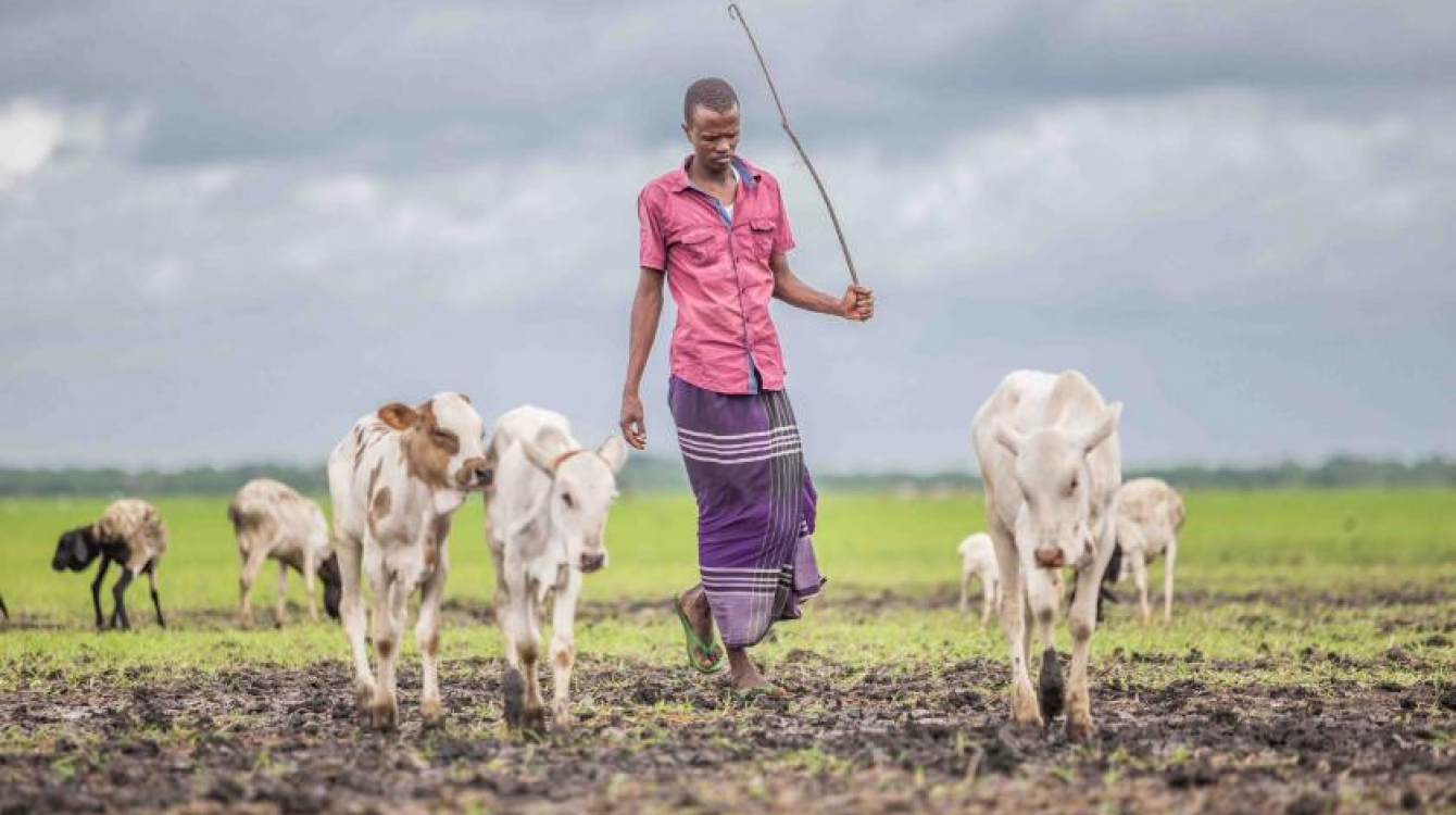 Climate change is putting increasing pressure on the Tana Delta’s residents and their surrounding ecosystems, with farmers and herders clashing as they vie for access to land and pasture. Photo by UNEP / Lisa Murray