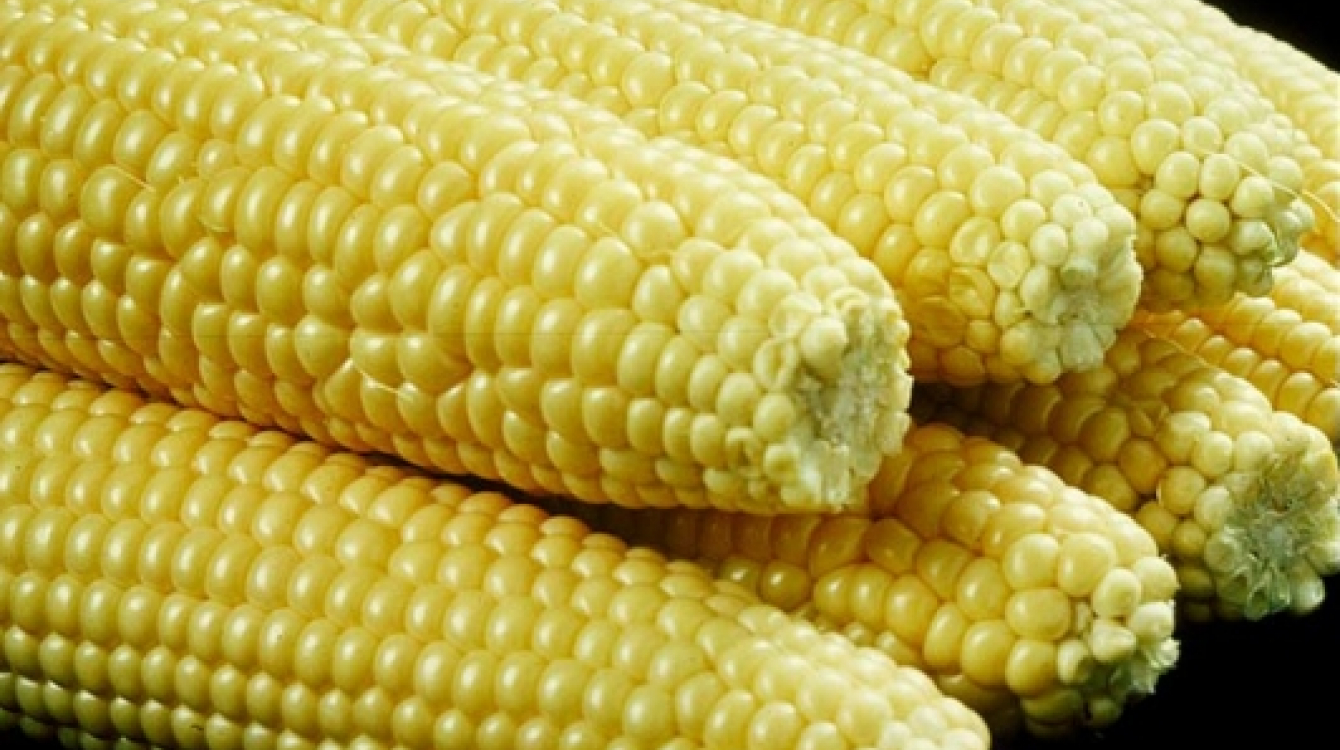 GMO maize... could soon be popular in African countries.  Photo: Saravanakumar Muthusamy