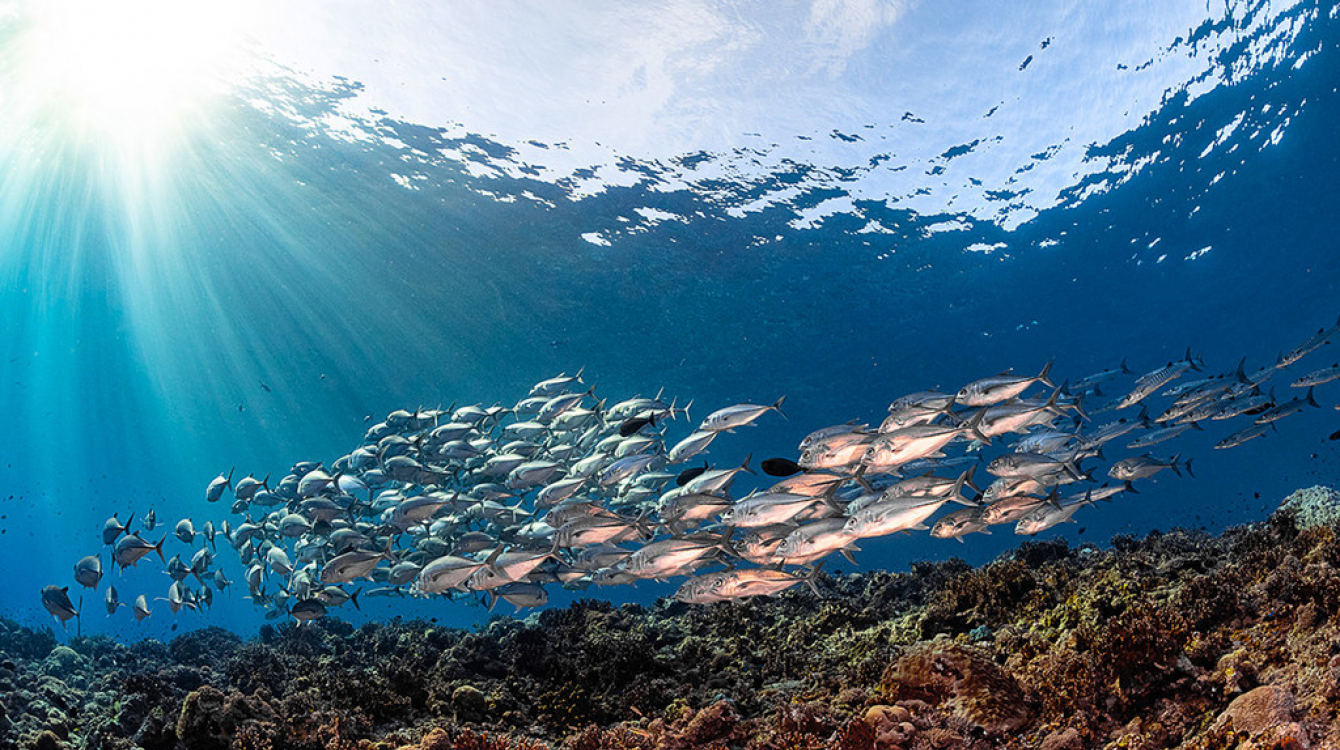 A school of Travally fish in the Solomon Islands