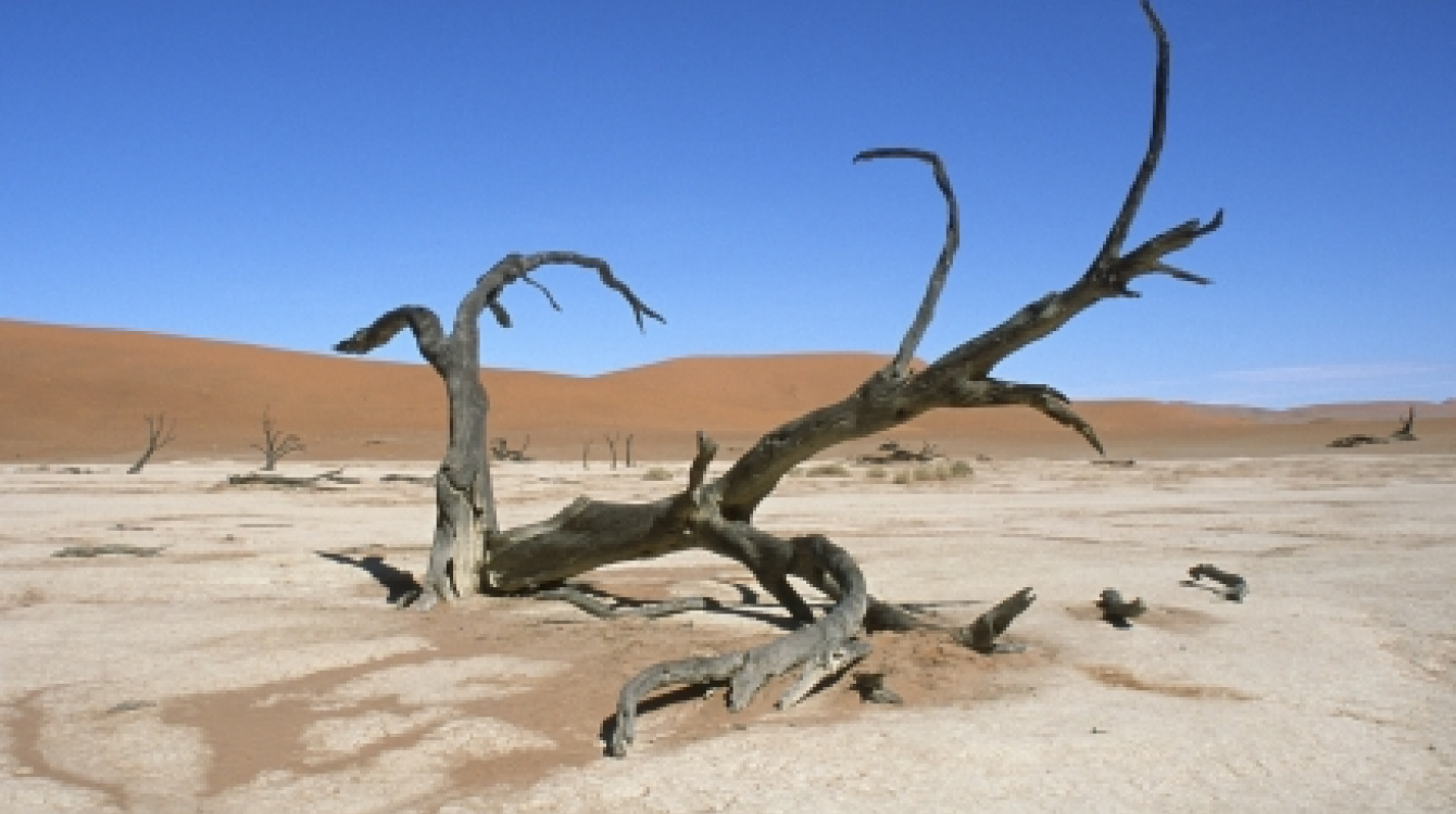 Effect of climate change. A dead tree in Namibia’s Namib desert. Photo: World Bank/Philip Schuler