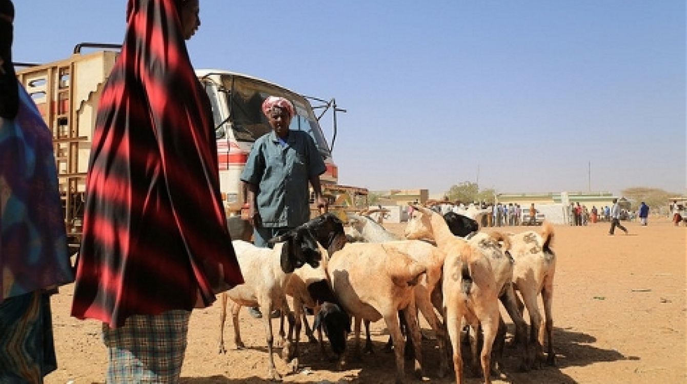 Burcao - Somaliland's largest livestock market. Photo: ISTVS/Apollo Habtamu/Flickr