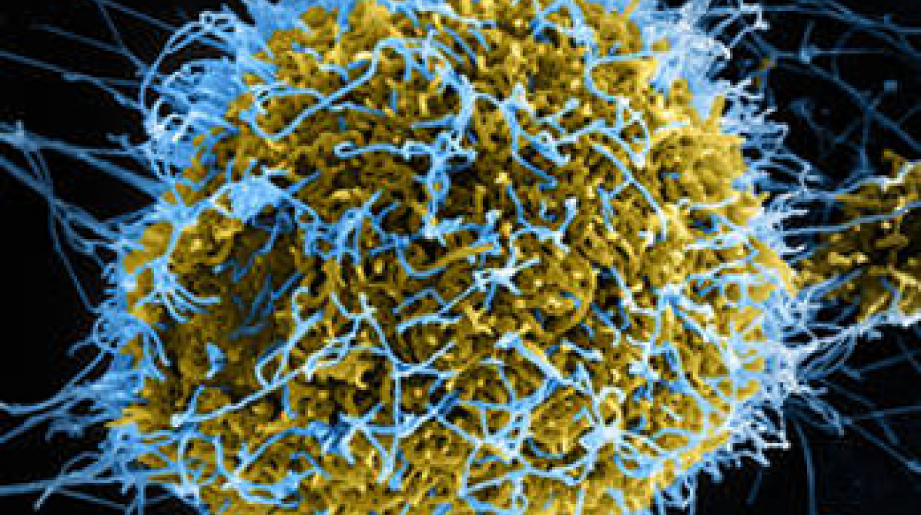 Virus Ebola Photo : ONU