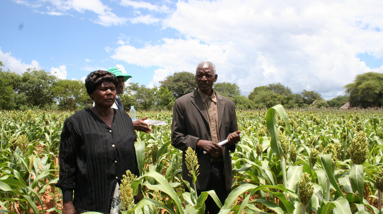 Simnai and Phillip Tshuma, smallholder farmers from Hwange, Zimbabwe, show off their sorghum crop planted using fertilizers. Photo: Busani Bafana