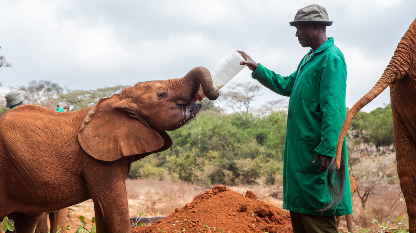 Rescued orphan elephants at David Sheldrick Wildlife Trust in Kenya.