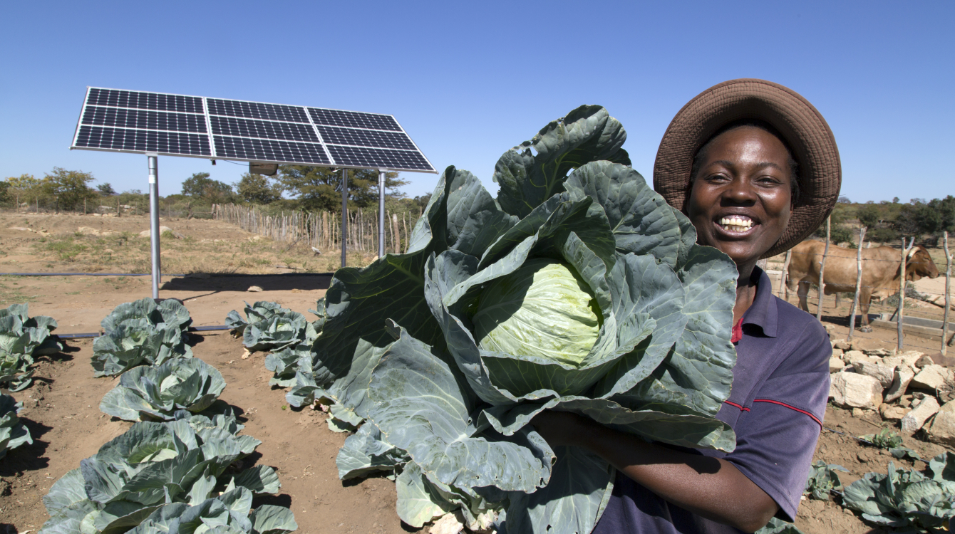 A woman cultivating cabbages using solar powered irrigation in Zimbabwe