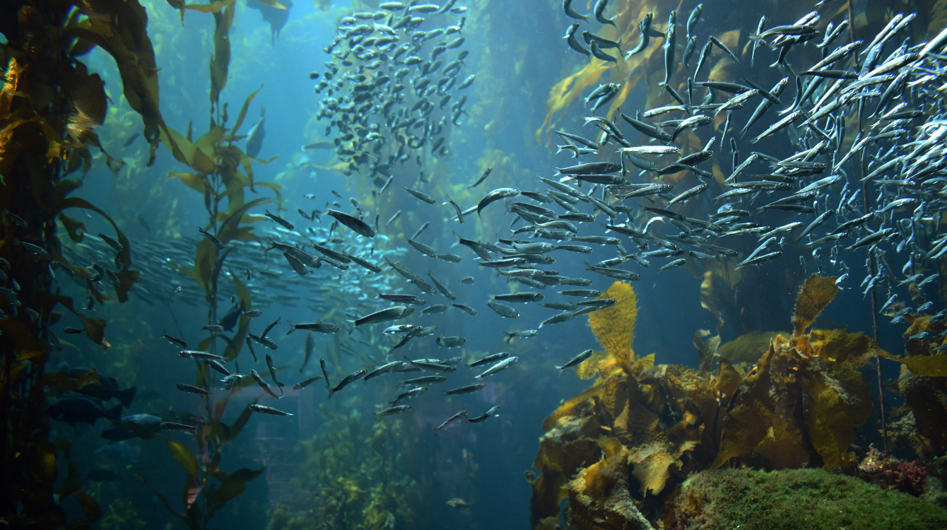 Scène sous-marine avec des poissons tropicaux. Seychelles