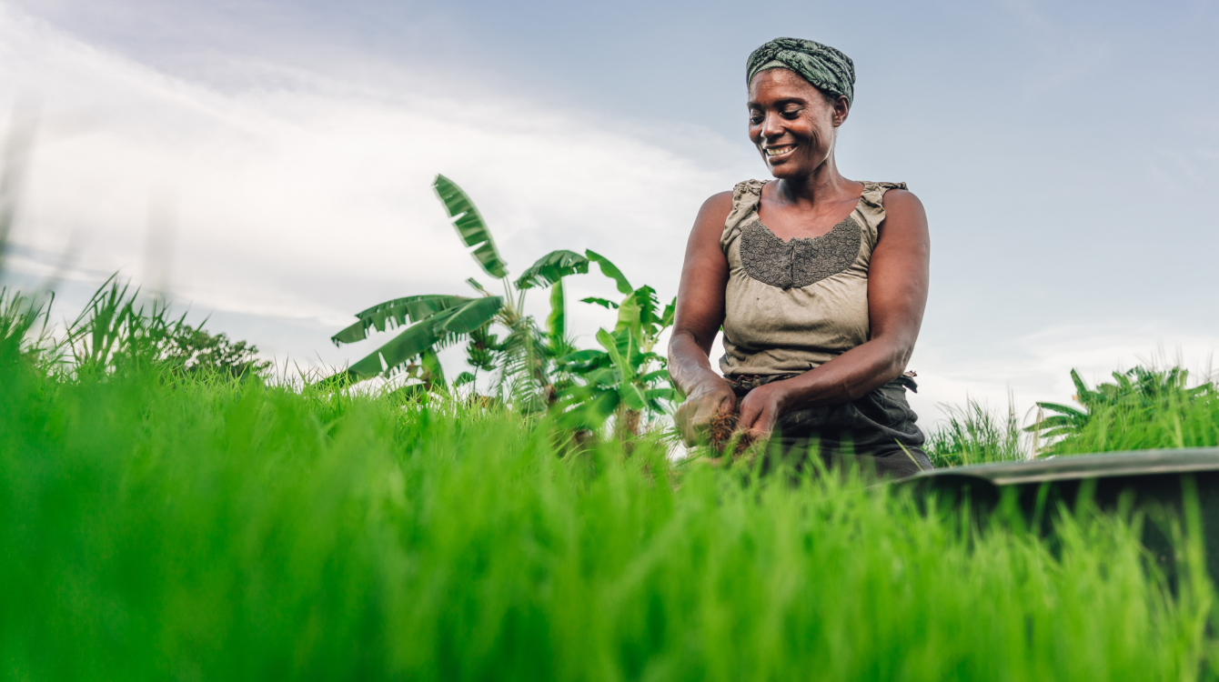 Female farmer planting rice in Africa, Malawi