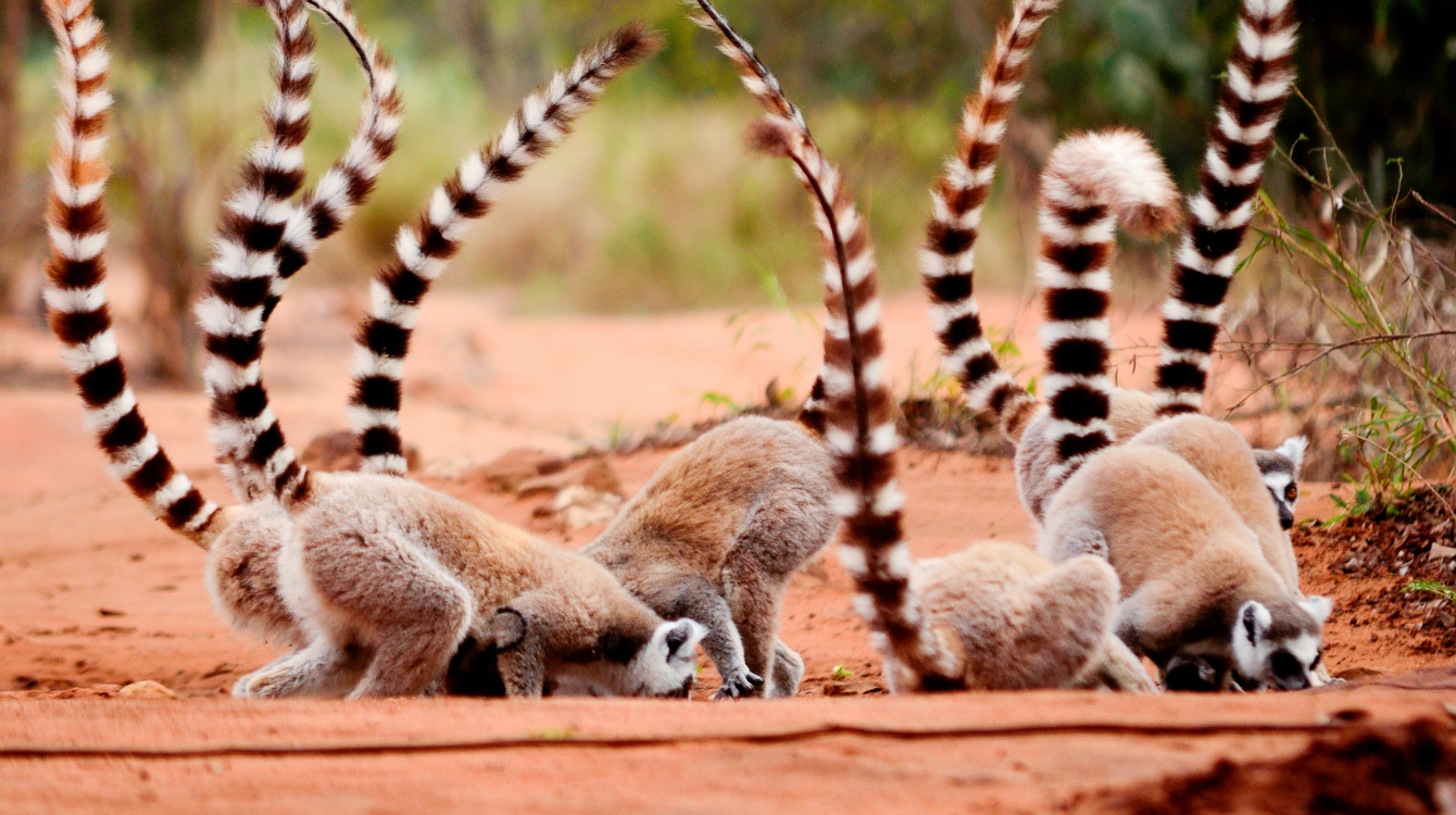 Group of ringtailed lemur, Lemur catta, in Berenty reserve Madagascar eating soil for detoxification