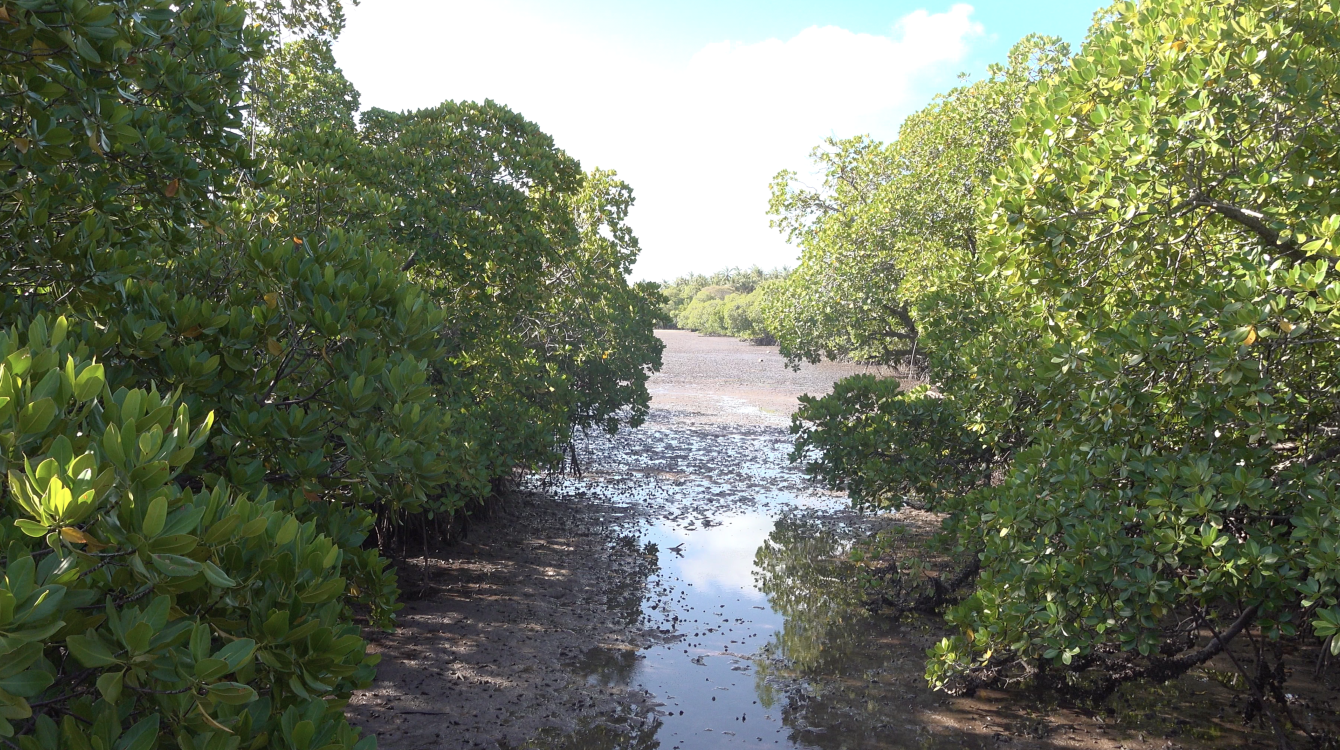 Restored Mangrove trees.