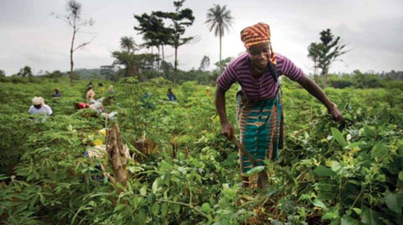 Cassava farming in Liberia: Women’s rights to land must be legally recognized.