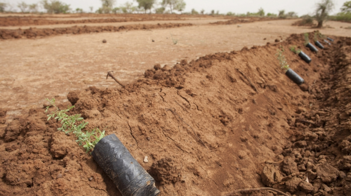 Seedlings laid out ready for planting in land prepared by the Delfino plough in Djibo, Burkina Faso