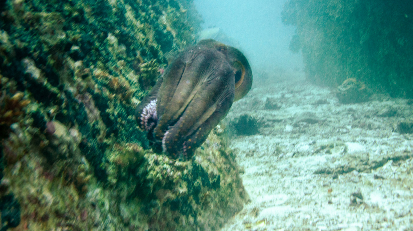 Swimming Common Octopus in the waters off Seychelles.