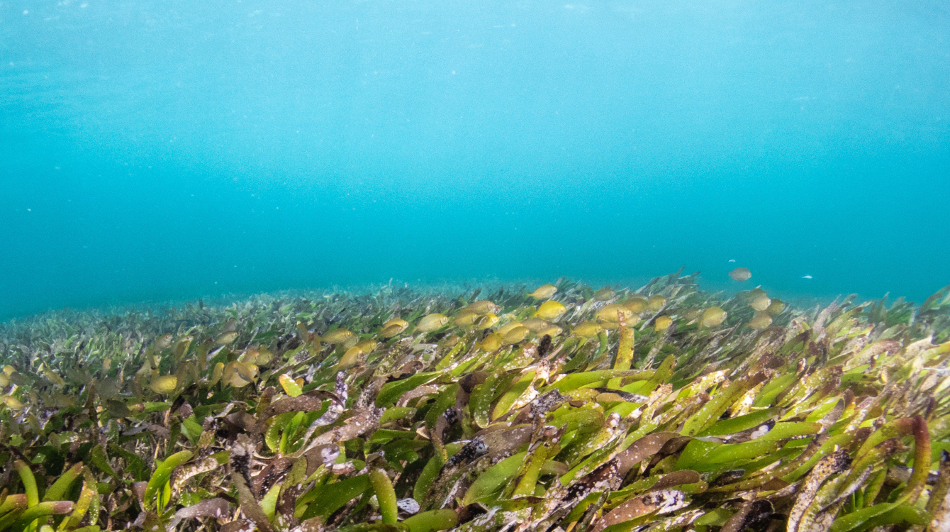 Parrotfish in seagrass in ocean.