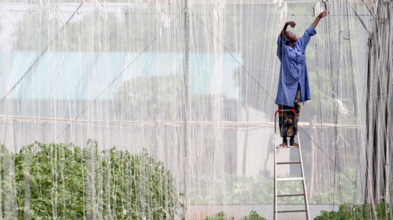 A woman in Mali works in a greenhouse which is pioneering substantial agricultural techniques close to the capital, Bamako.