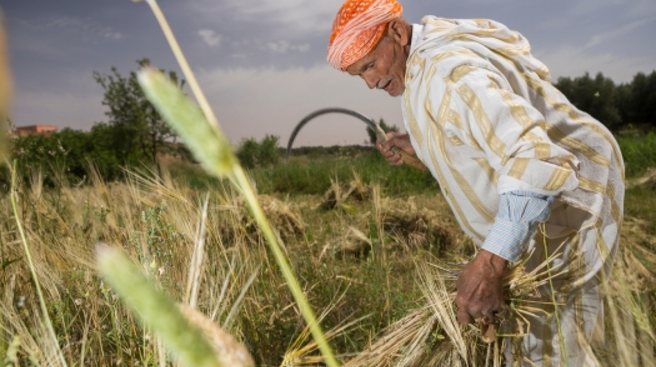 A farmer harvests wheat in Chichaoua Province, Morocco. Photo: Alamy/Jake Lyell 