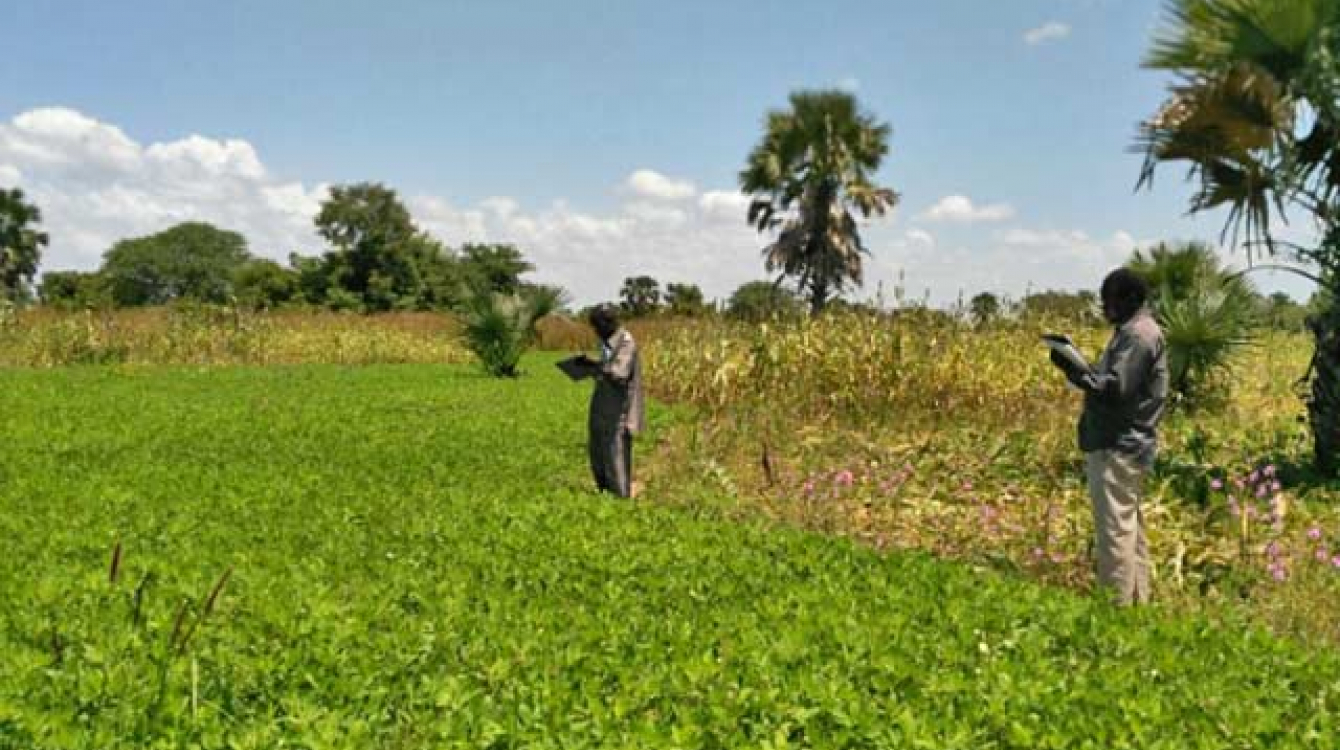 Crop assessment in South Sudan. Photo: FAO