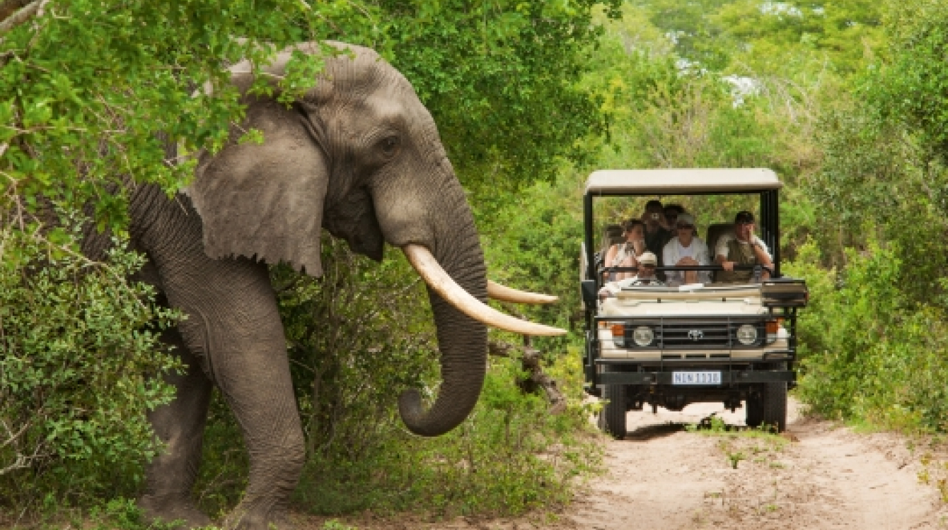 Elephant about to cross the road in front of a game drive in Kruger National Park. Photo: South Africa Tourism