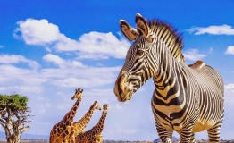 A zebra and three giraffes