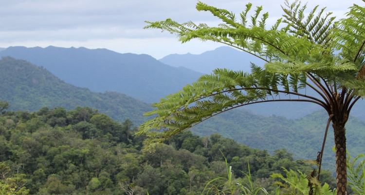 Eneo la misitu linalohifadhiwa na jamii huko Dalaikoro, Fiji. FAO inasema misitu ni muhimu kwa uhai wa binadamu na viumbe wengine.