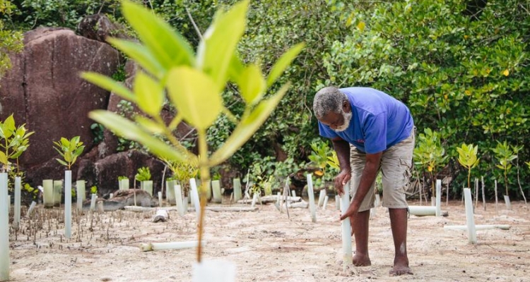 Victorin Laboudallon uses compostable tubing made from sugarcane to protect the mangrove seedlings from crabs. Photo by UN Environment Programme / Aidan Dockery